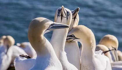 球王会体育平台-篮网总经理：有信心续约三巨头 米尔斯非常重要