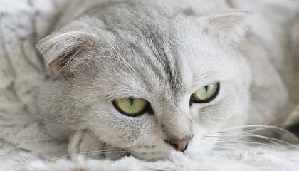 球王会官方-孙颖莎伤愈复出赢下首战 通过比赛检验竞技状态