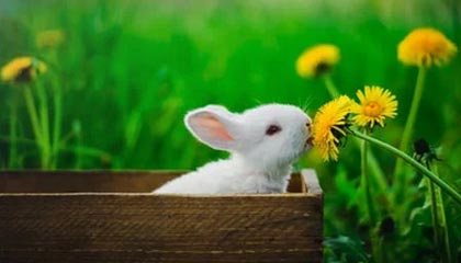 球王会官方-孙颖莎伤愈复出赢下首战 通过比赛检验竞技状态